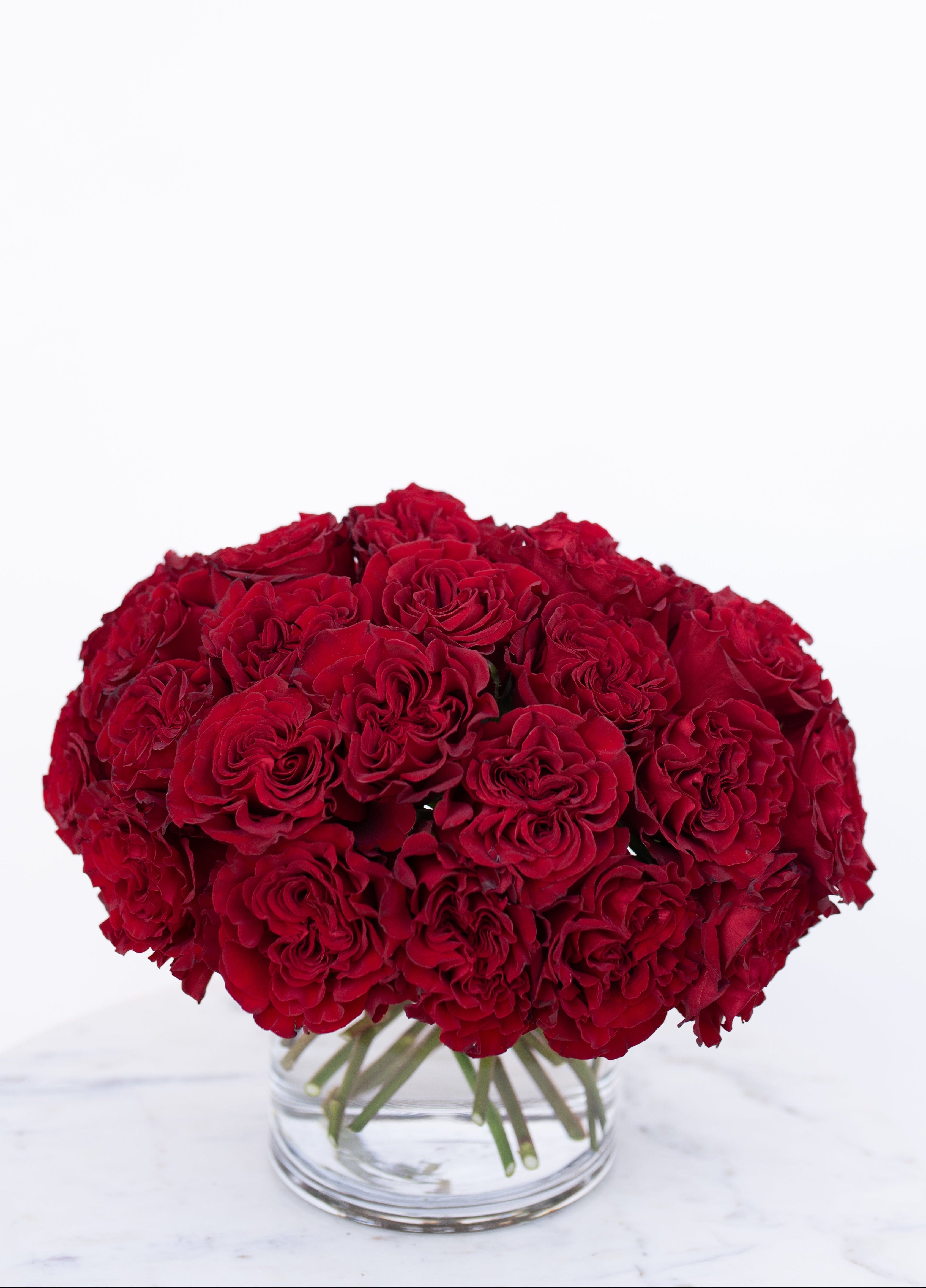 Rose Collection - Red